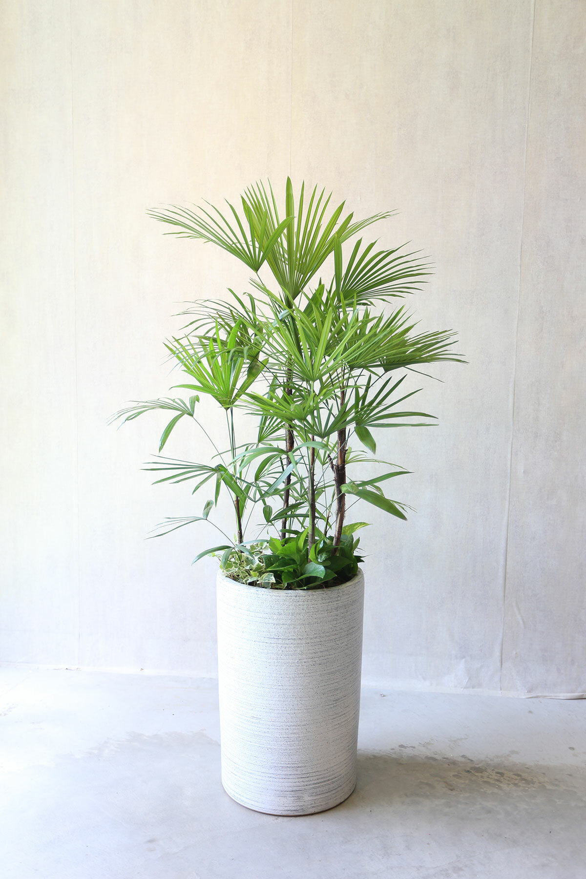 PD122｜觀音棕竹落地盆