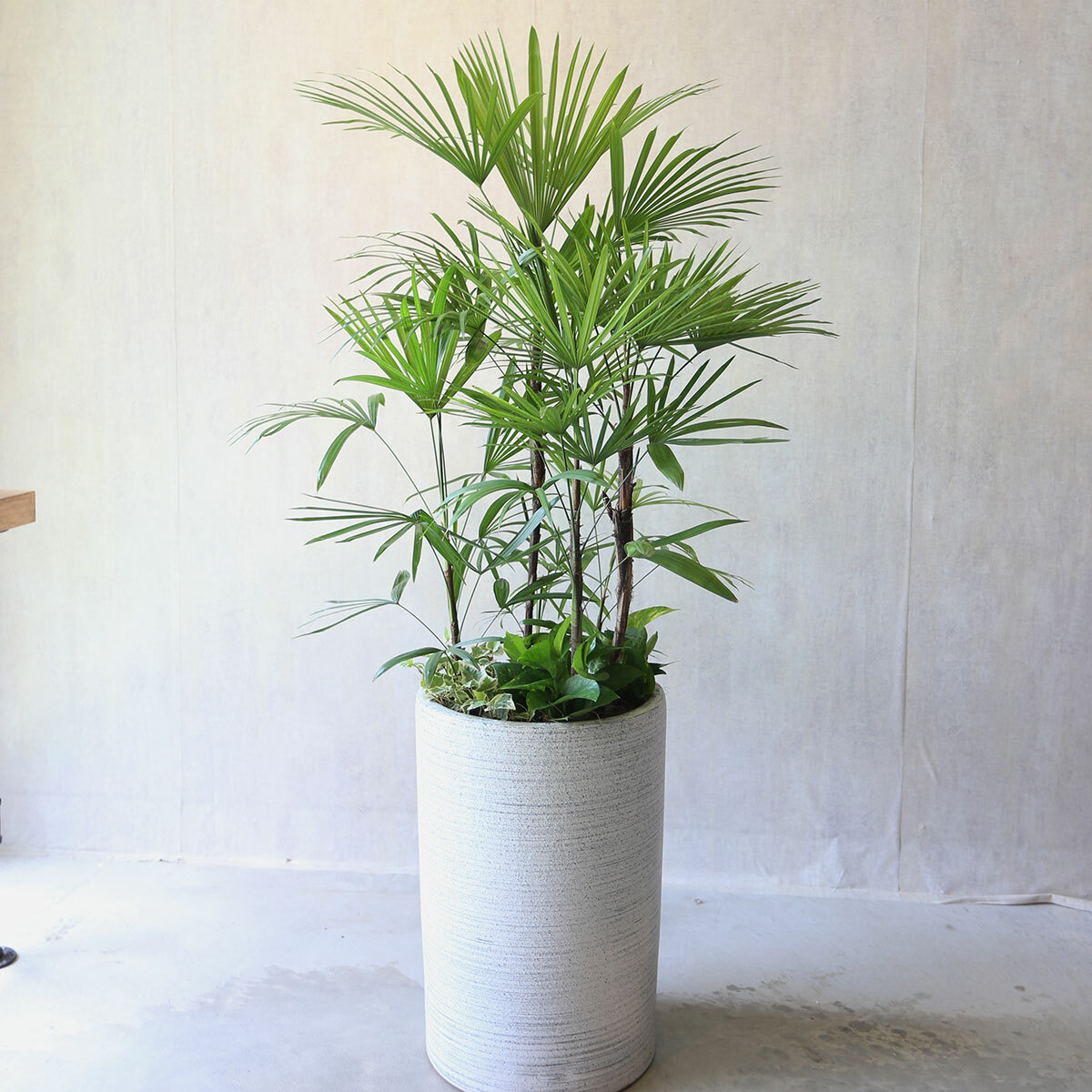 PD122｜觀音棕竹落地盆