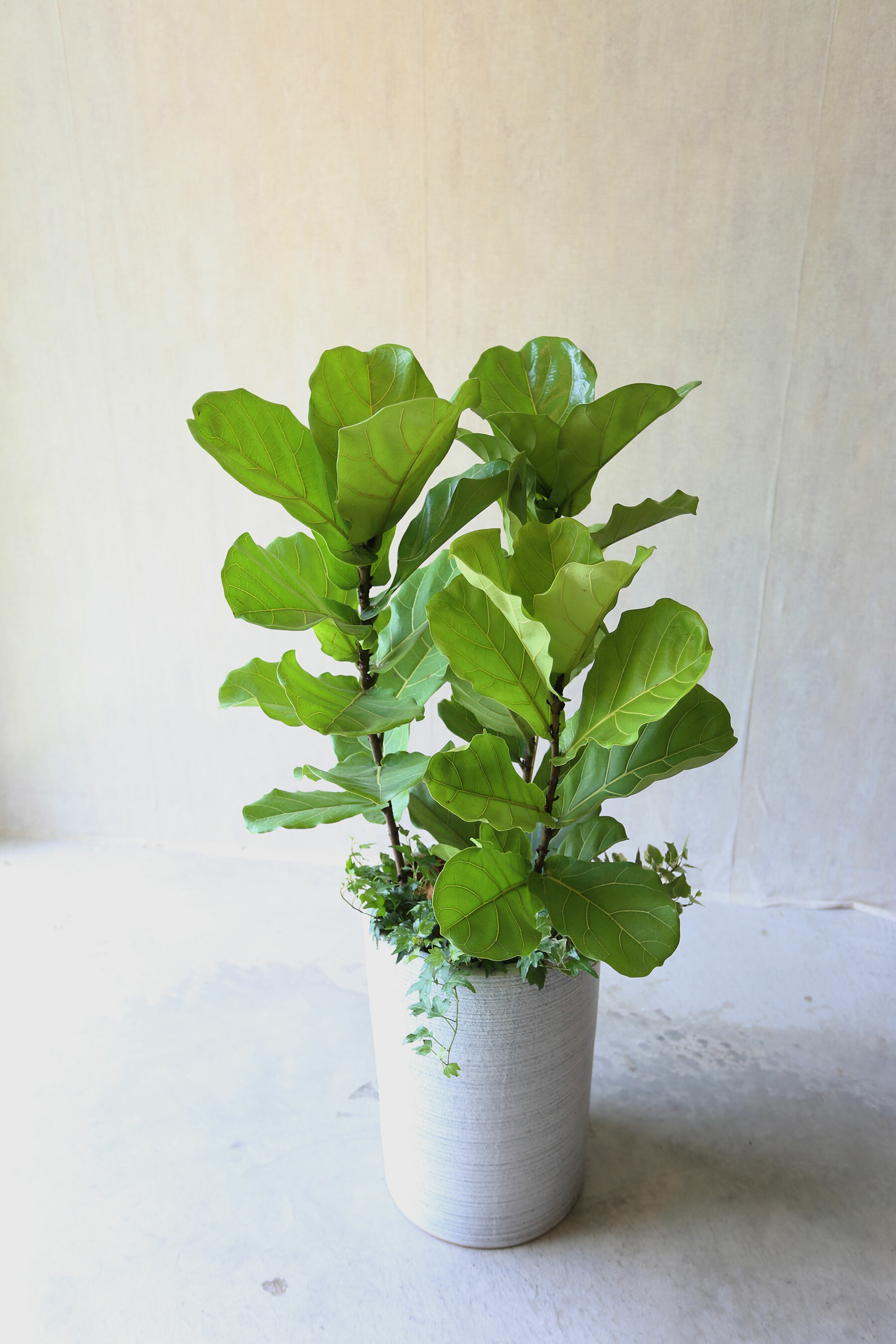 PD124｜琴葉榕落地盆