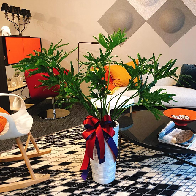 落地大天使盆景