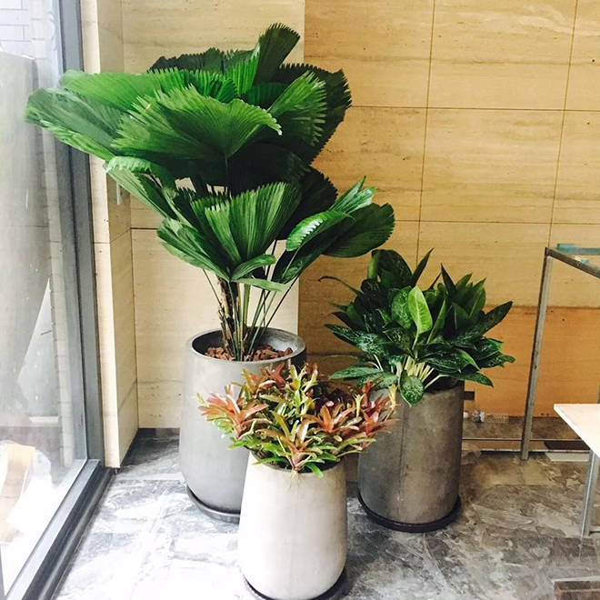 大型特別盆景造景