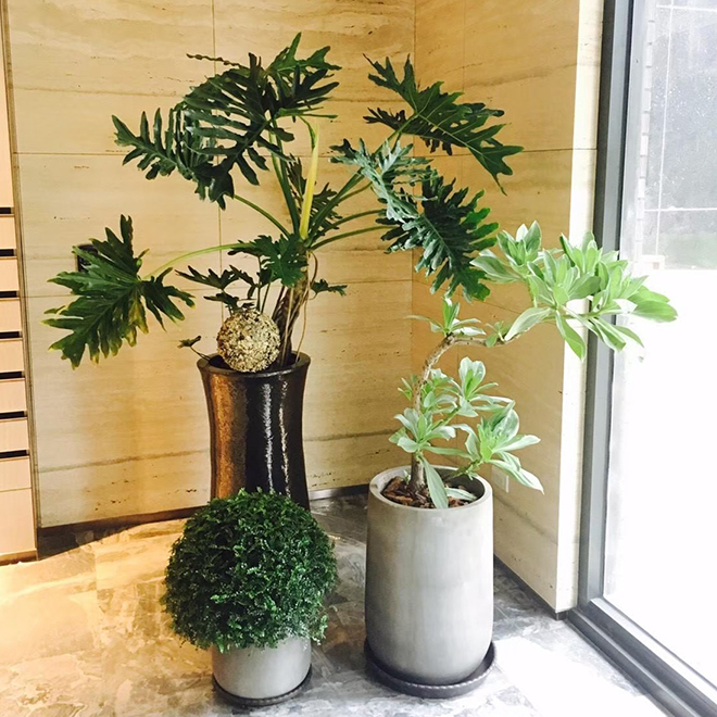 大型特別盆景造景