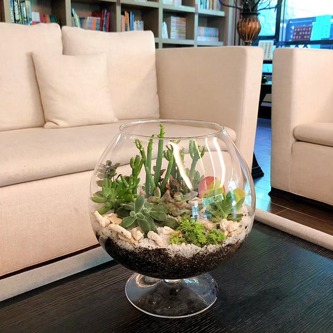 酒杯狀玻璃多肉盆景