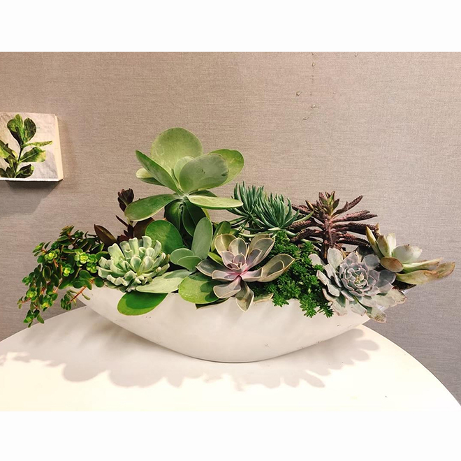 船型多肉大盆景