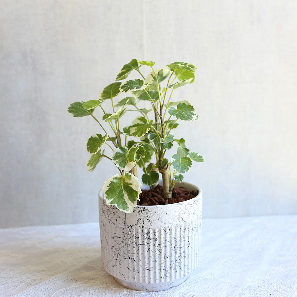 PD128｜黃金福祿桐大理石盆