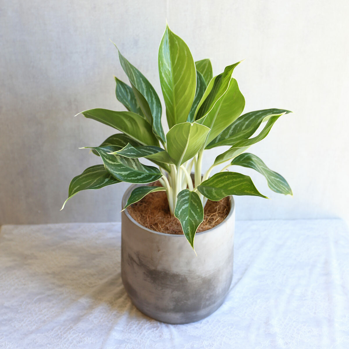 PD130｜粗肋草水泥盆