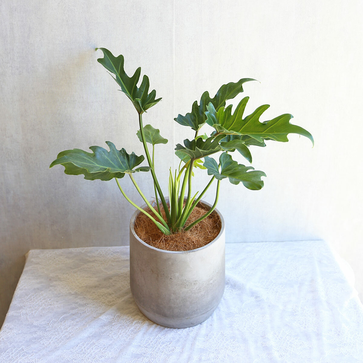 PD131｜小天使蔓綠絨水泥盆