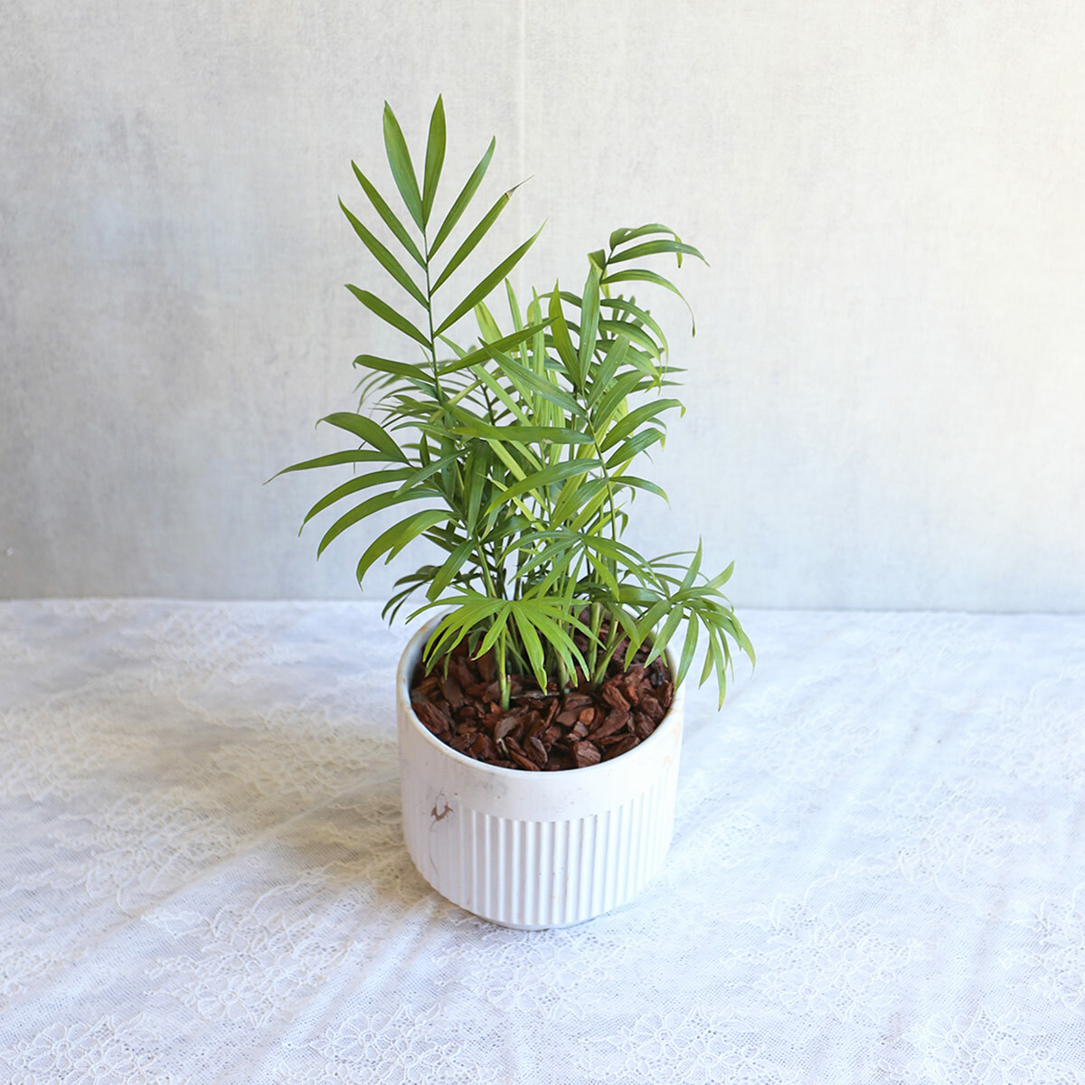 PD132｜袖珍椰子大理石盆