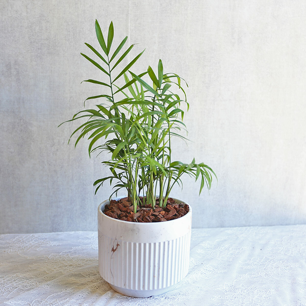 PD132｜袖珍椰子大理石盆