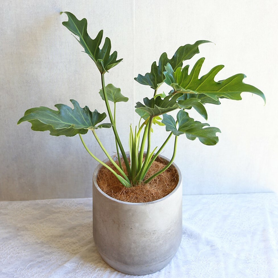 PD131｜小天使蔓綠絨水泥盆