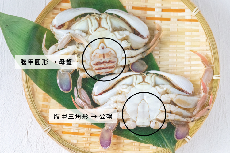 如何分辨公蟹跟母蟹，可以看腹甲的形狀