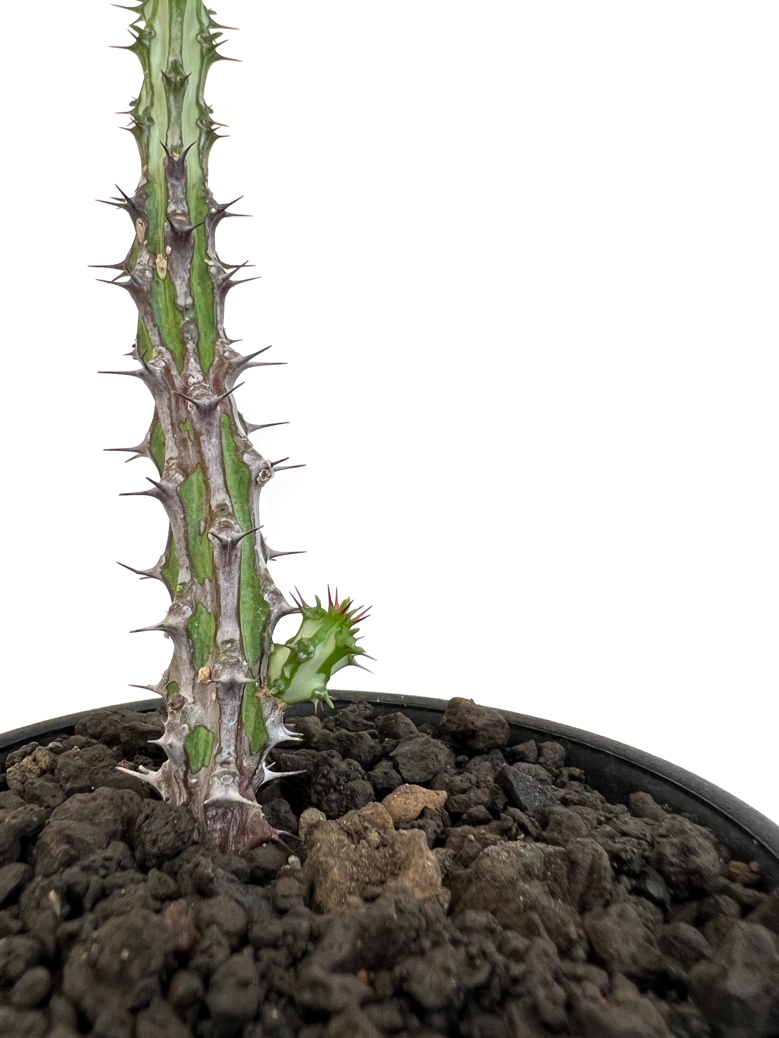 ユーフォルビア sp ソマリア ホルディオ①（Euphorbia sp. nova 