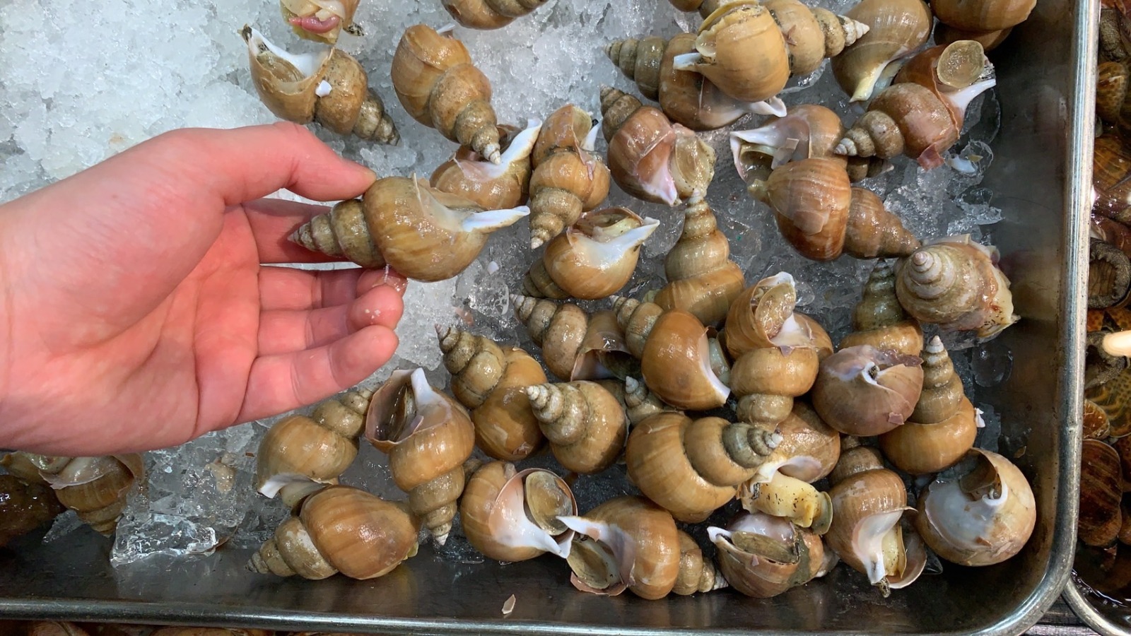 白梅貝 約500g/份 【熟食用 不可生食】