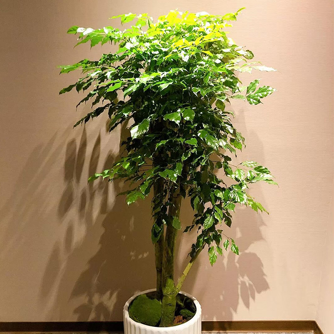 落地旺旺樹盆景