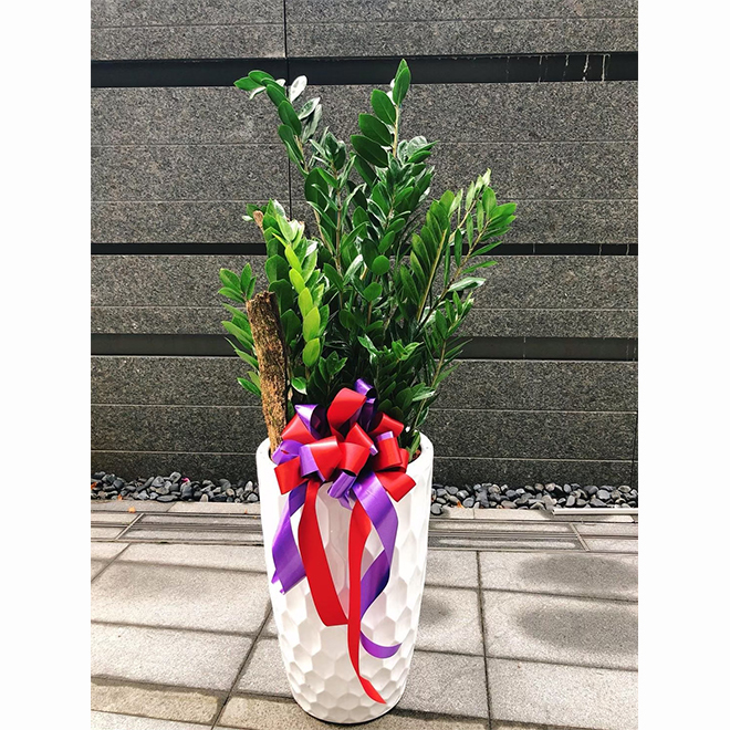 落地金錢樹盆景