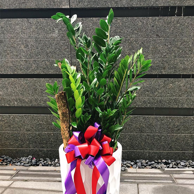 落地金錢樹盆景