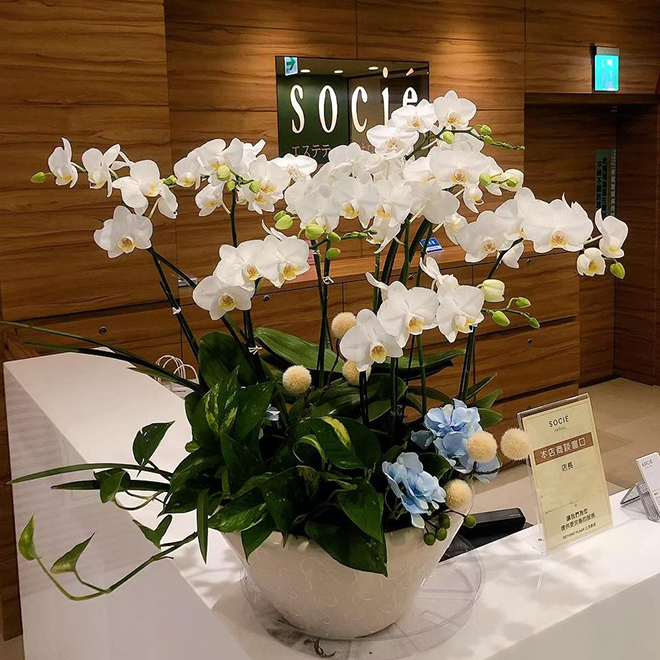 蘭花禮盆 靜雅白