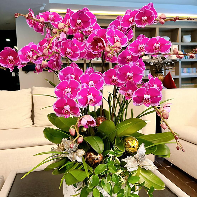 蘭花禮盆 桃色大朵花