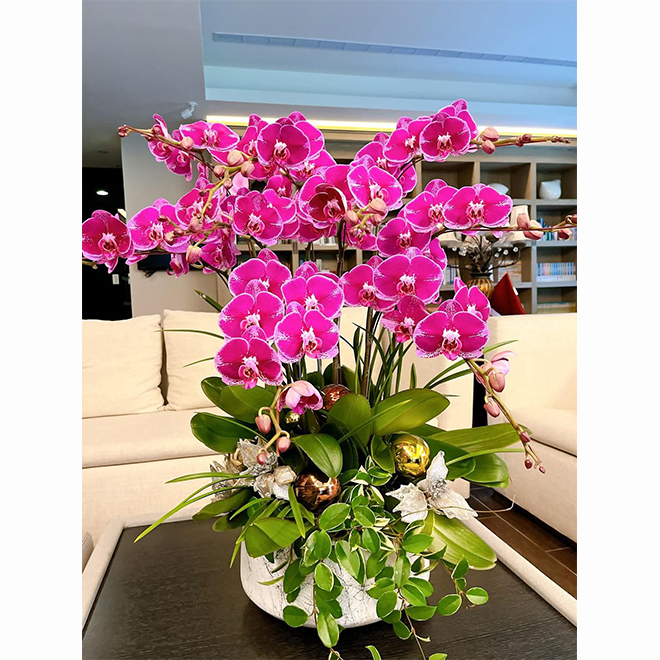 蘭花禮盆 桃色大朵花