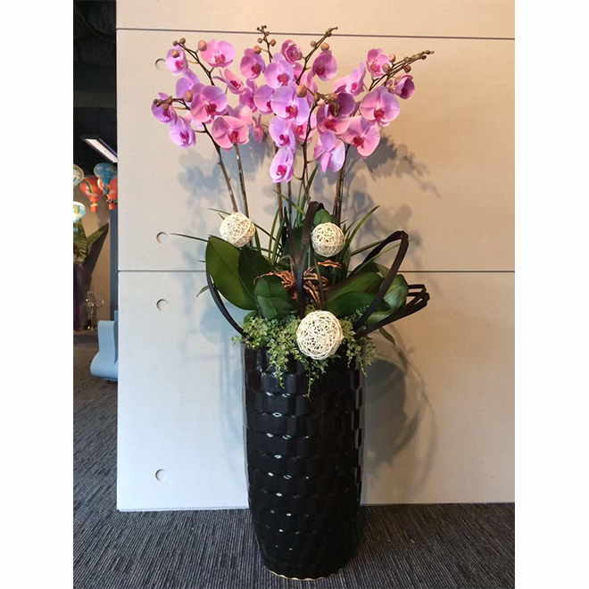 落地蘭花盆景 粉蝶