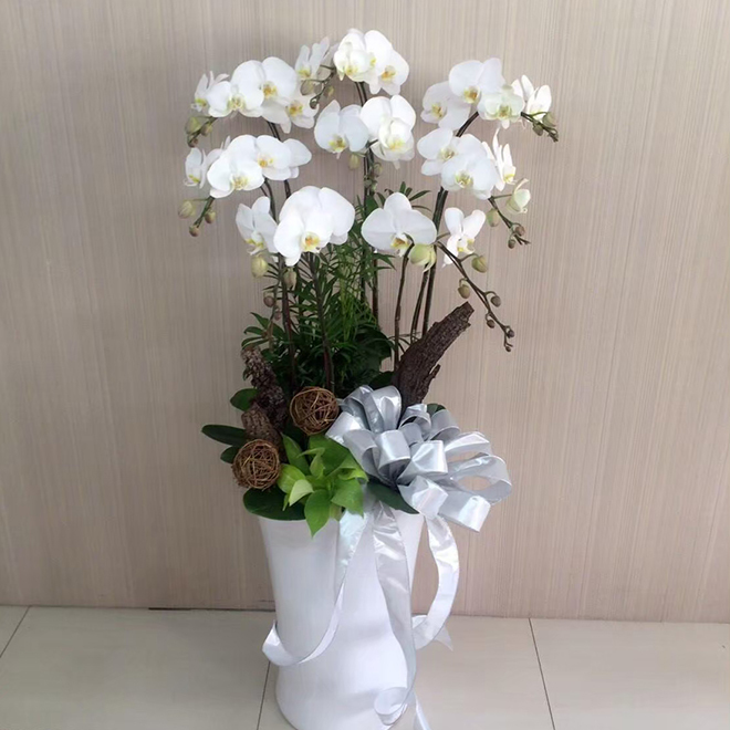 落地8珠白蘭花盆景 白淨日式典雅