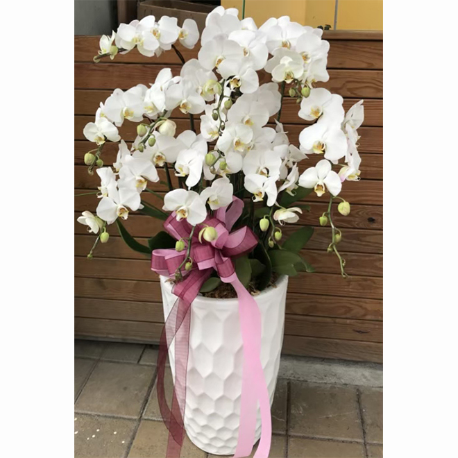 落地蘭花盆景 純靜白