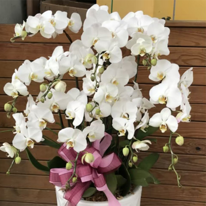 落地蘭花盆景 純靜白