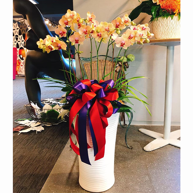 落地蘭花盆景 金吉