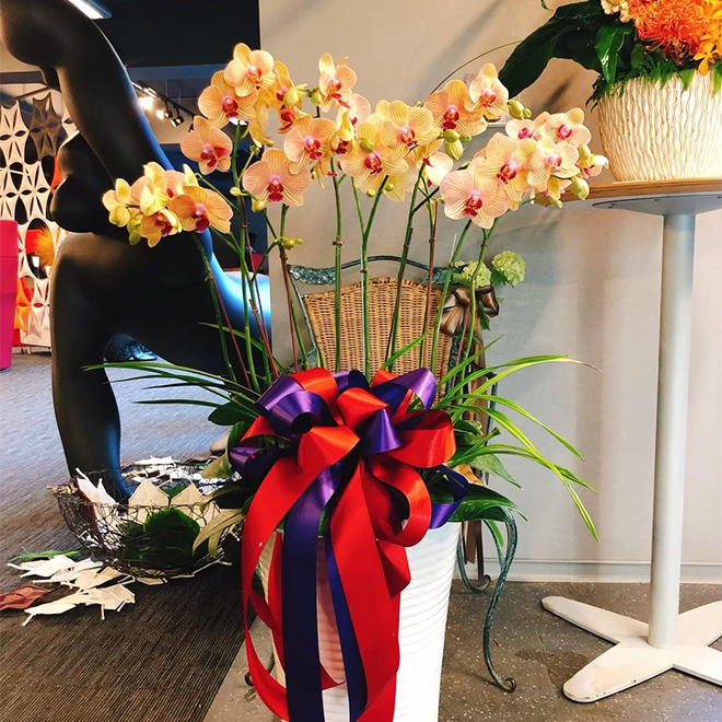 落地蘭花盆景 金吉