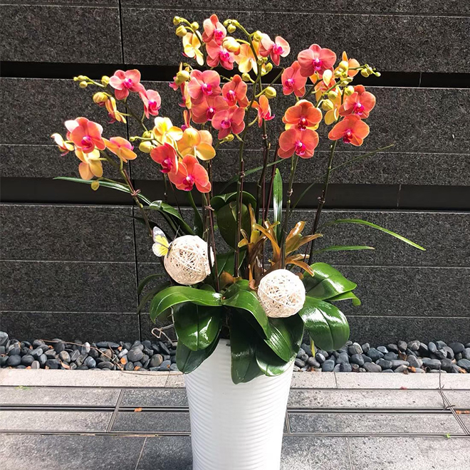 落地蘭花盆景 金紅