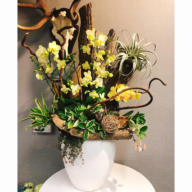 森林感蘭花盆景