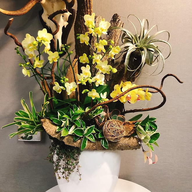 森林感蘭花盆景