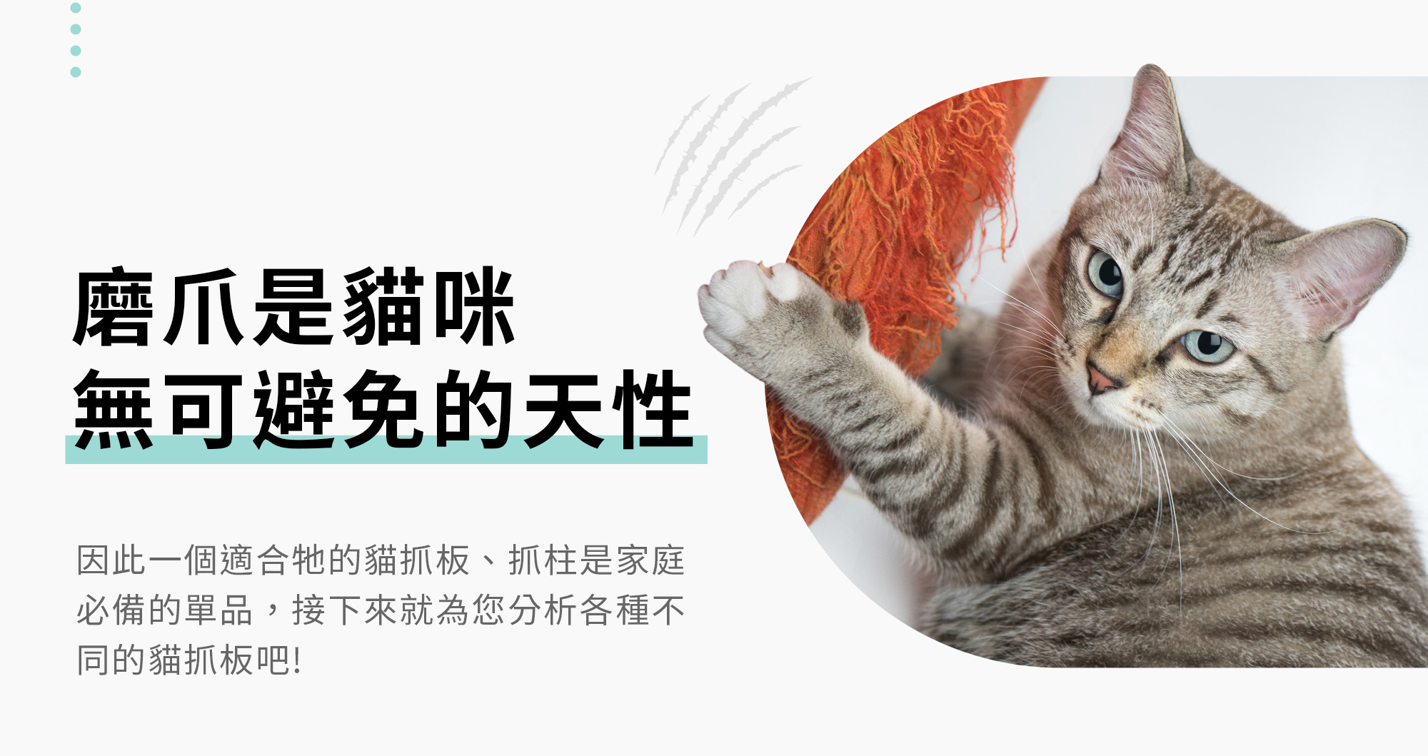 磨爪是貓咪的天性