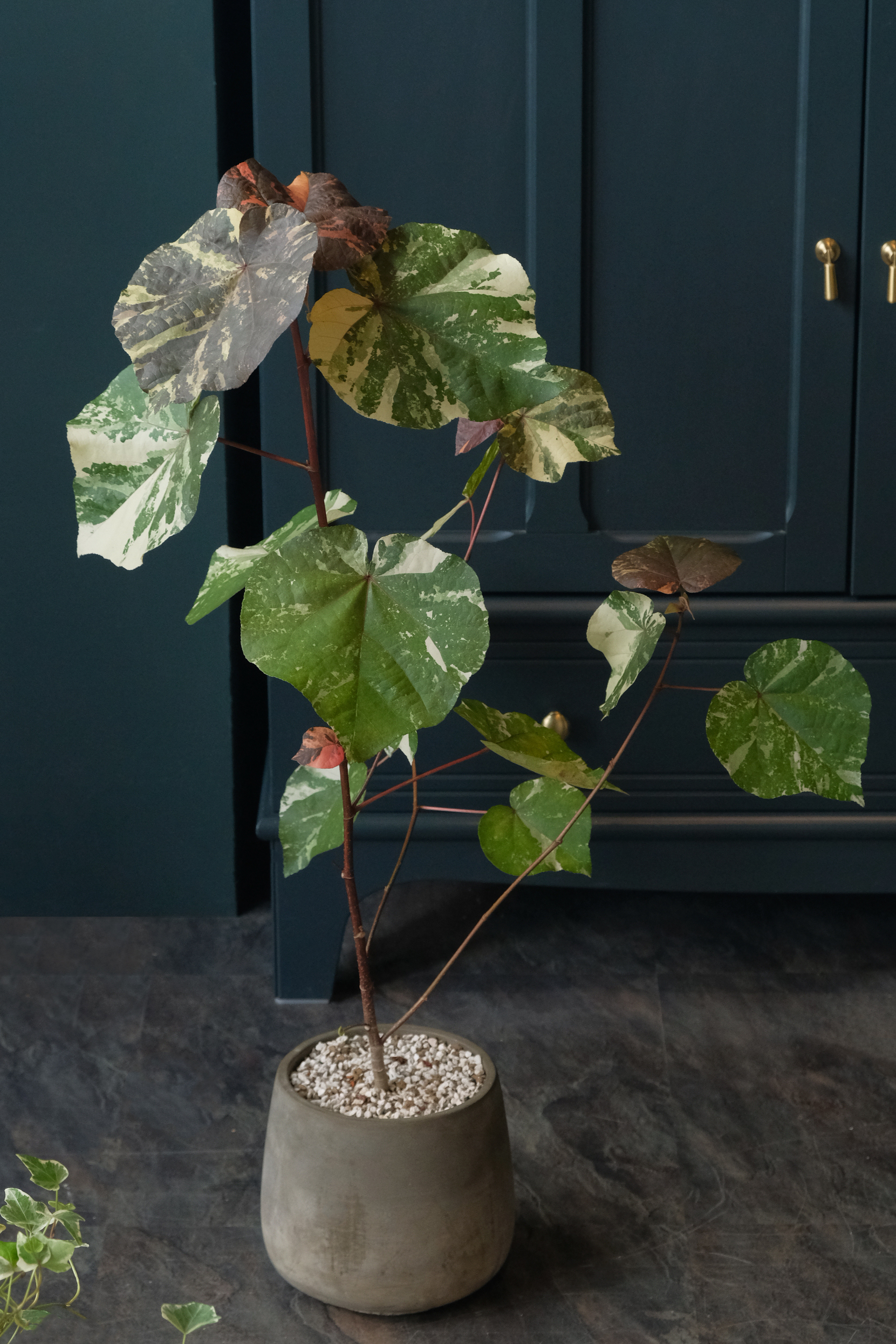 斑葉黃瑾｜網紅綠植