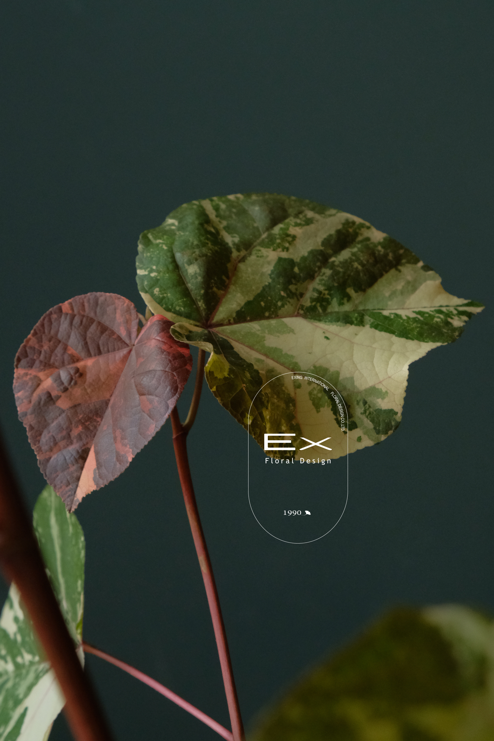 斑葉黃瑾｜網紅綠植