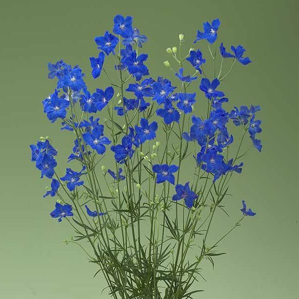 千鳥草 珍珠-藍 種子