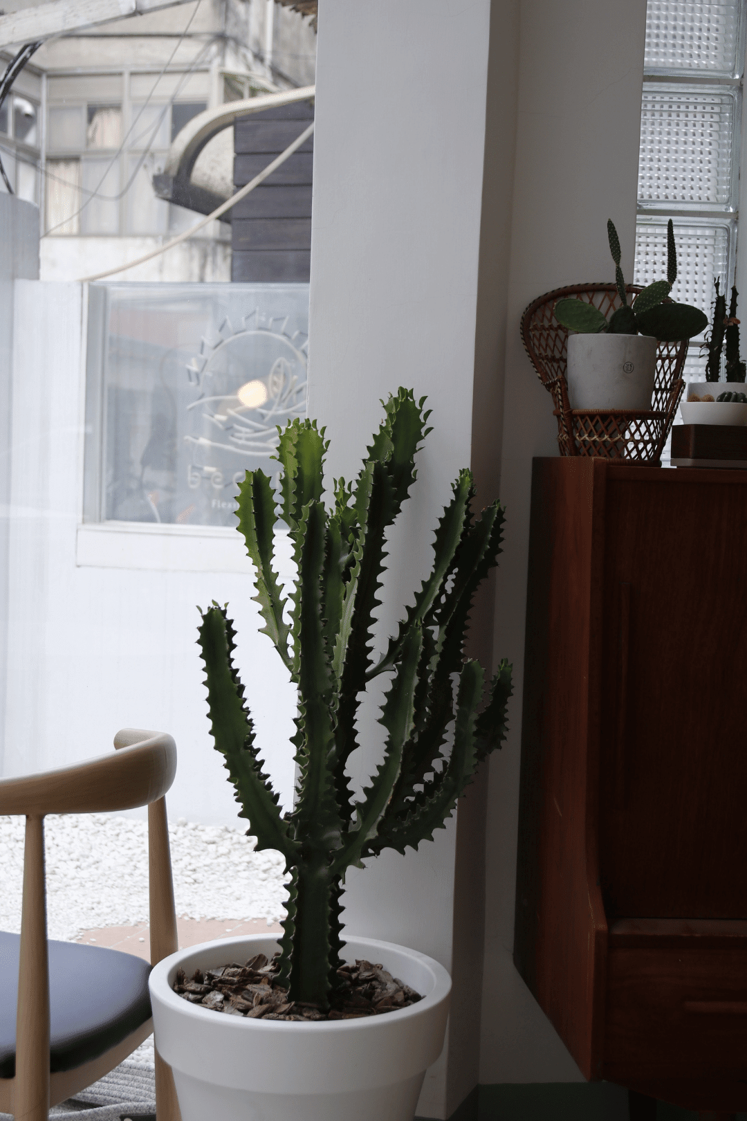 台北大安寵物友善餐廳becom室內裝潢與設計還有仙人掌