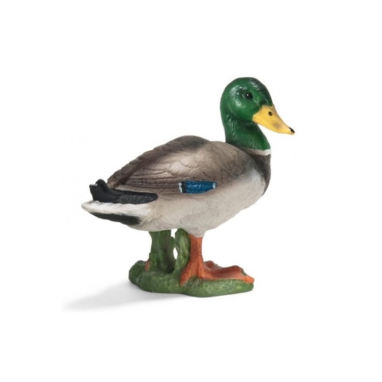 Drake, Schleide, SC13654