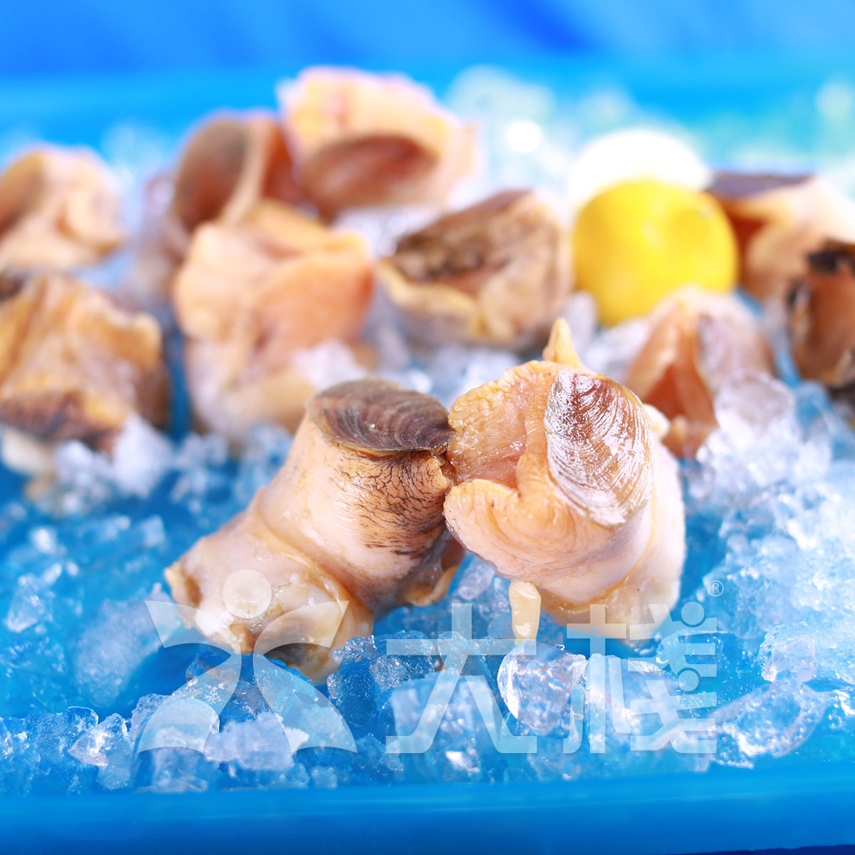 USA IQF Conch Meat (M - 1LB)