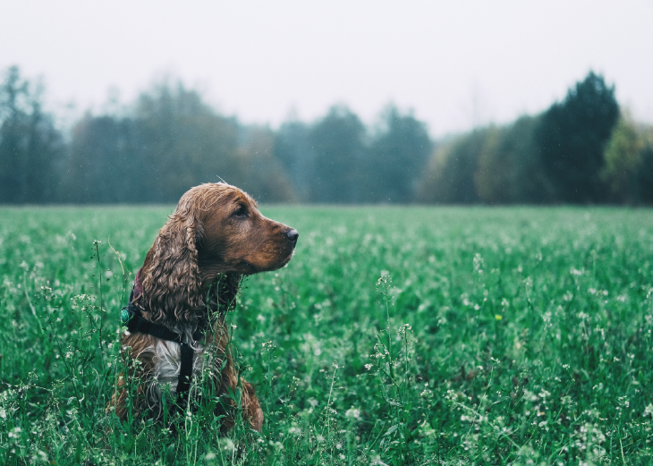 一隻狗站在草地中，看向右方