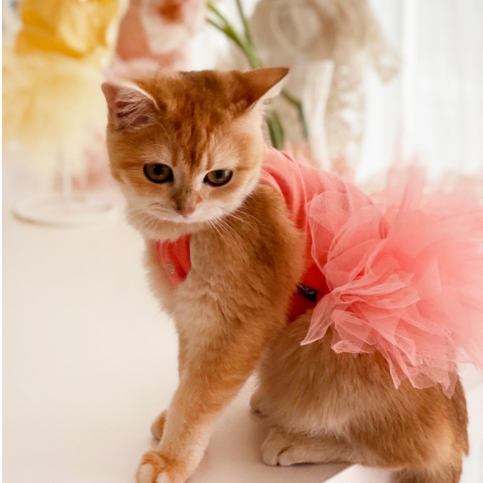 Puppy Angel 花瓣芭蕾舞衣