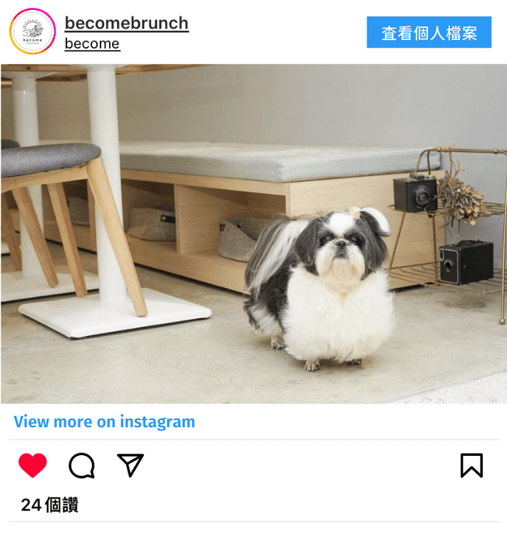 一隻西沙在地板上跑並吃著鮮食在台北寵物友善餐廳