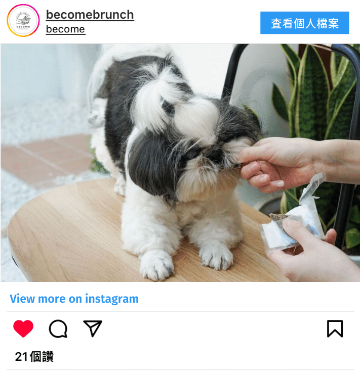 一隻西沙在地板上跑並吃著鮮食在台北寵物友善餐廳