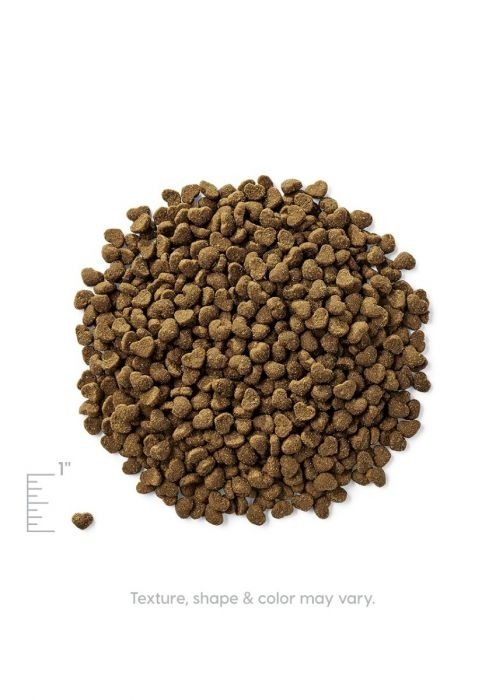 Solid Gold TGrain-Free Dry Cat Food - Chicken & Sweet Potato Recipe Kitten Grain-Free Dry Cat Food．6lb