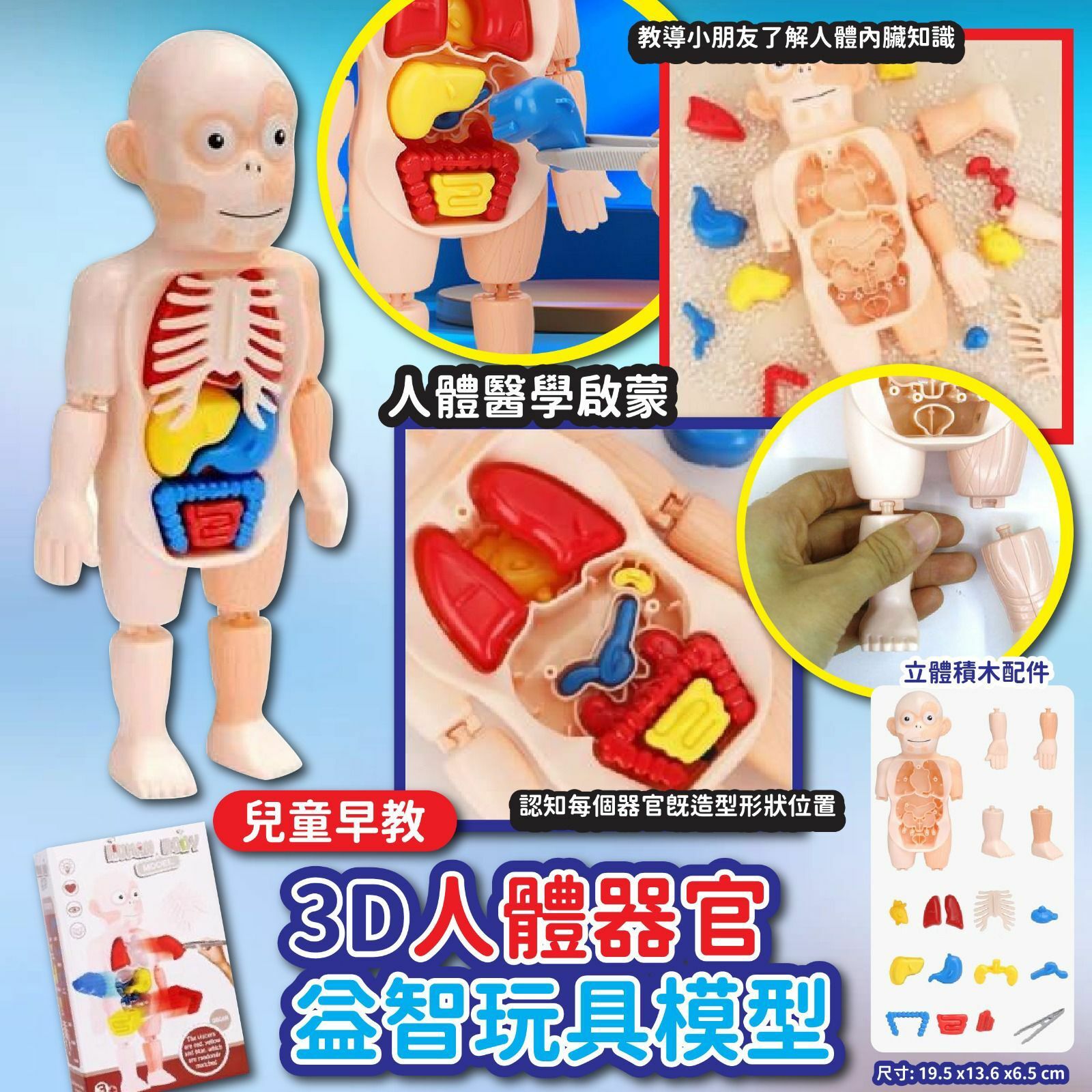 兒童早教3D人體器官益智玩具模型