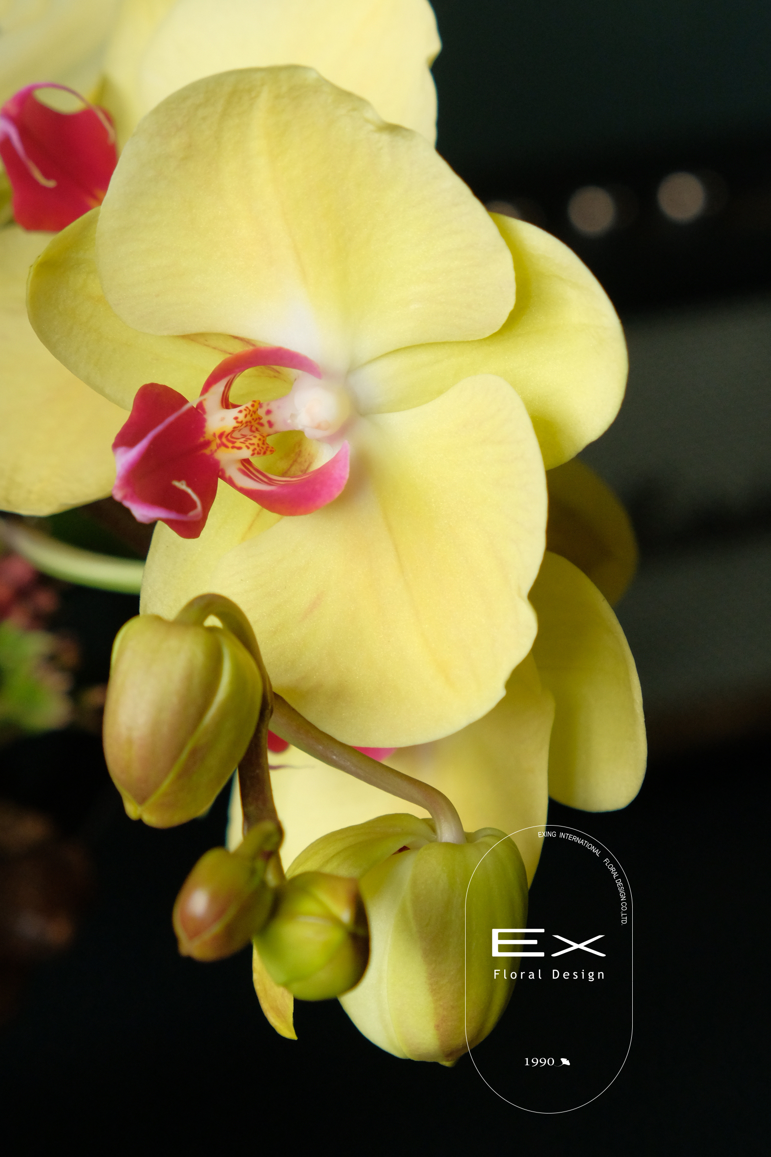 花開富貴｜開幕送禮 蝴蝶蘭花禮