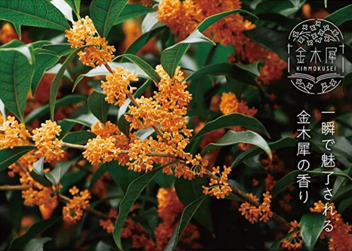 金木犀洗手液kimmokusei Hand Soap 260ml