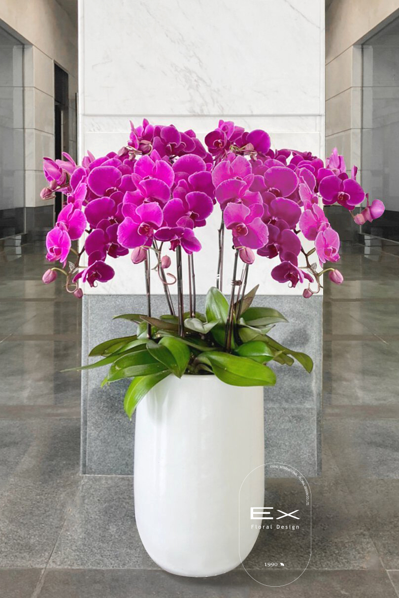 蘭映 Orchid Éclat ｜蝴蝶蘭花禮| PremiumOrchid