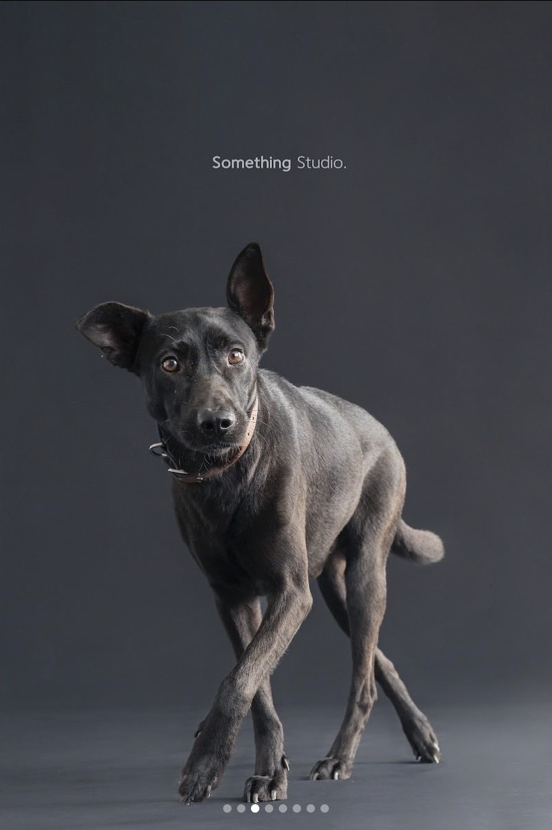 PEHOM x Somthing Studio - 待領養 - 黑寶