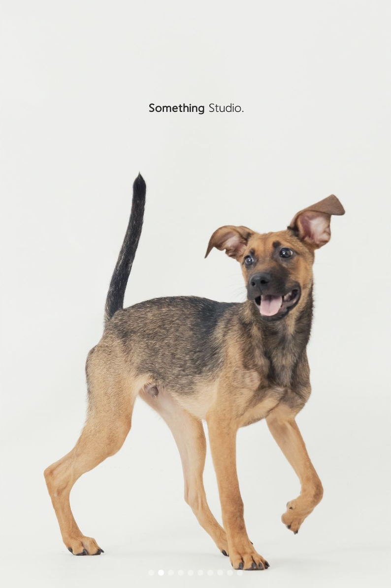 PEHOM x Somthing Studio - 待領養 - Goofy